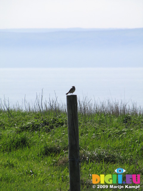 SX05157 Meadow pipit perching on pole(Anthus pratensis)